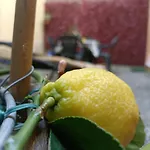 Il Giardino Segreto