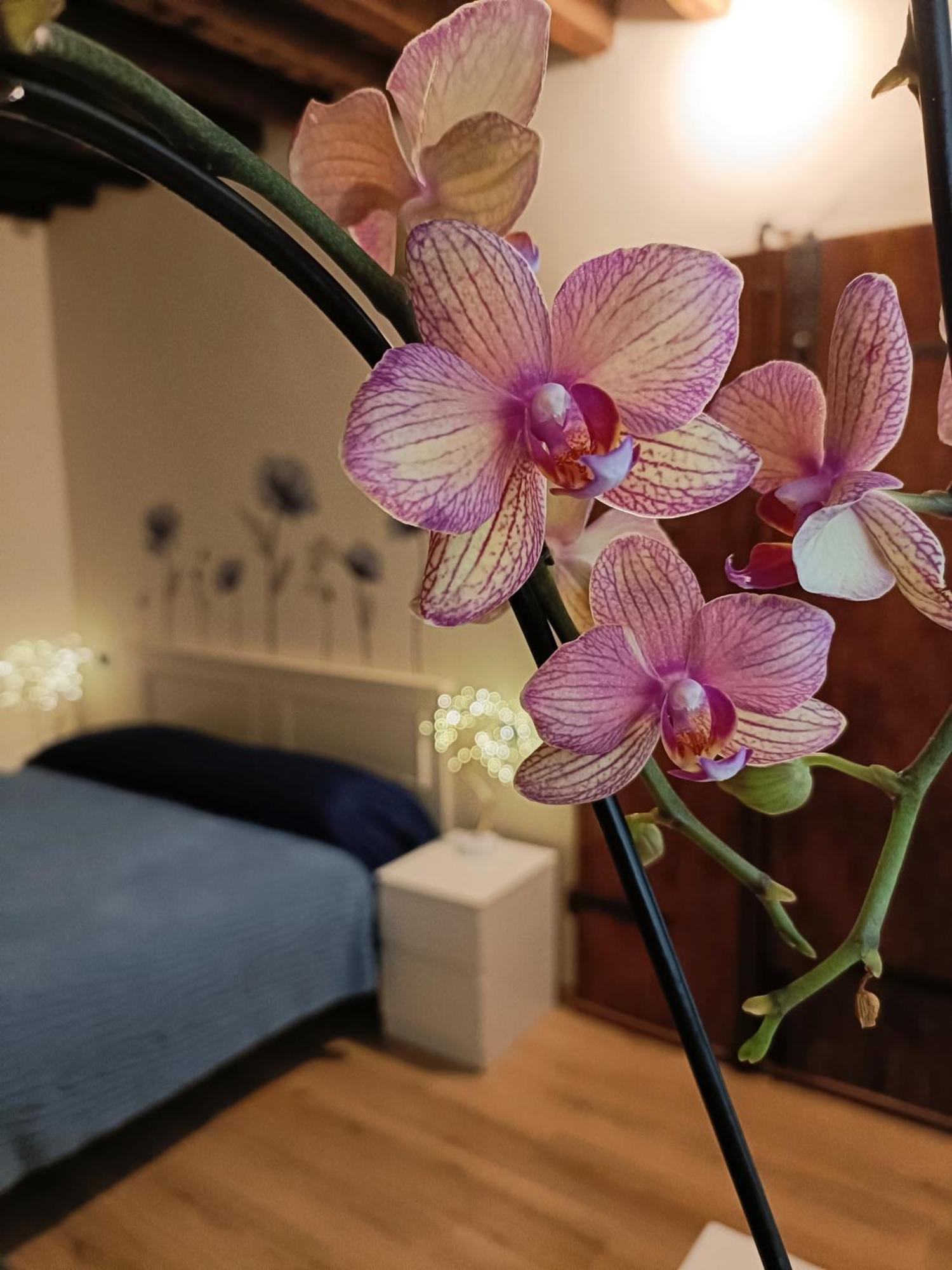 Il Giardino Segreto Apartment