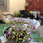 Il Giardino Segreto