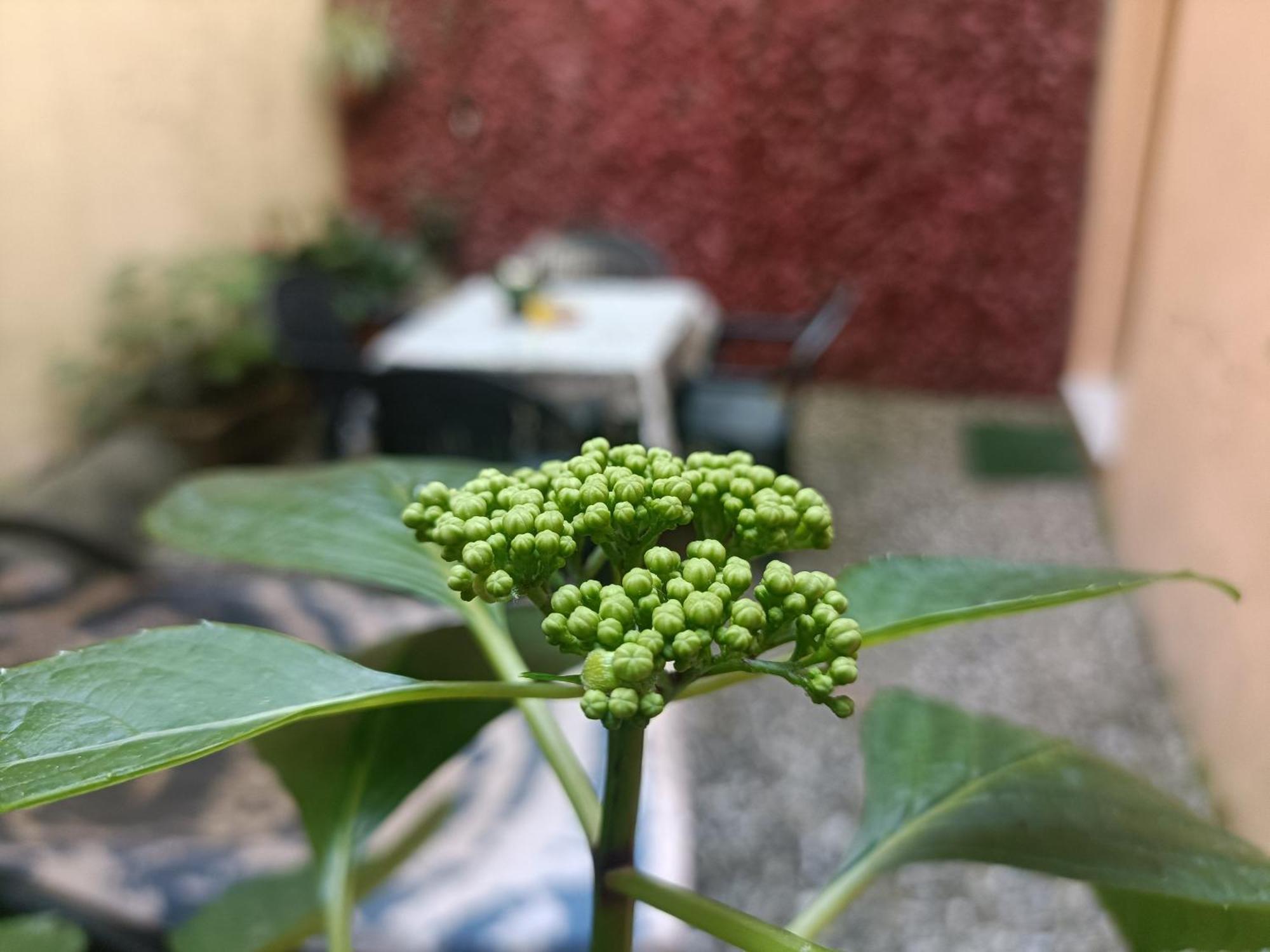 Il Giardino Segreto Apartment